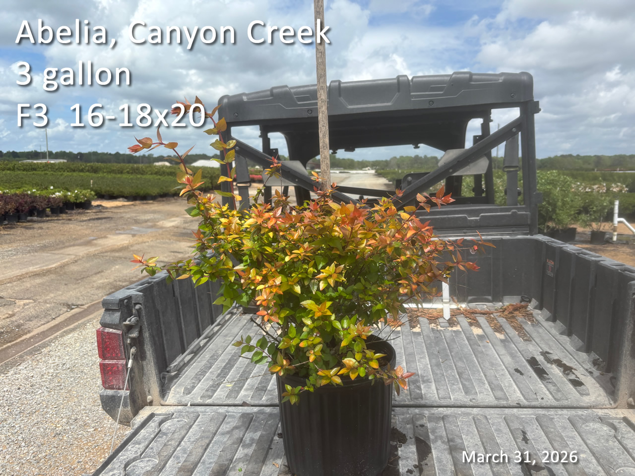 gallery/acc3 f3 mar31.jpg